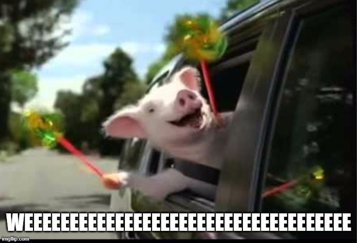 Geico Weeee Pig | WEEEEEEEEEEEEEEEEEEEEEEEEEEEEEEEEEEEE | image tagged in geico weeee pig | made w/ Imgflip meme maker