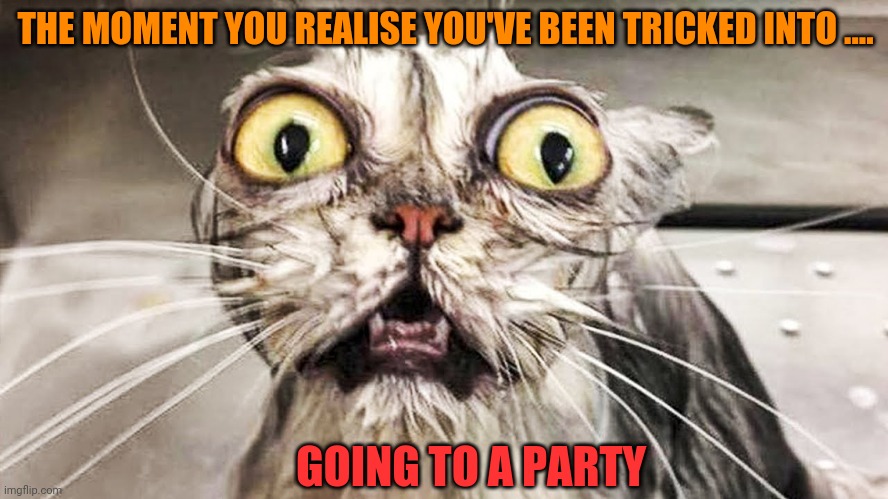 Horrified Feline | THE MOMENT YOU REALISE YOU'VE BEEN TRICKED INTO .... GOING TO A PARTY | image tagged in horrified feline | made w/ Imgflip meme maker