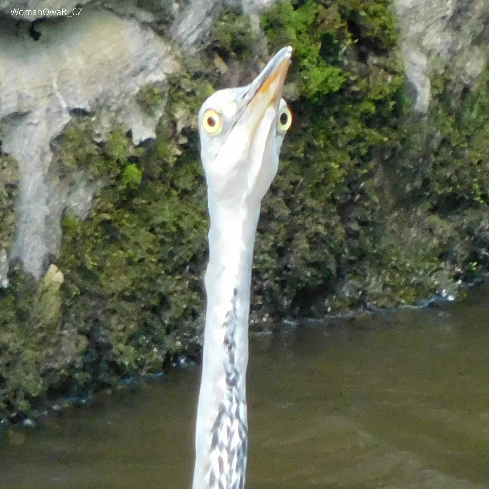 caffeine heron Blank Meme Template