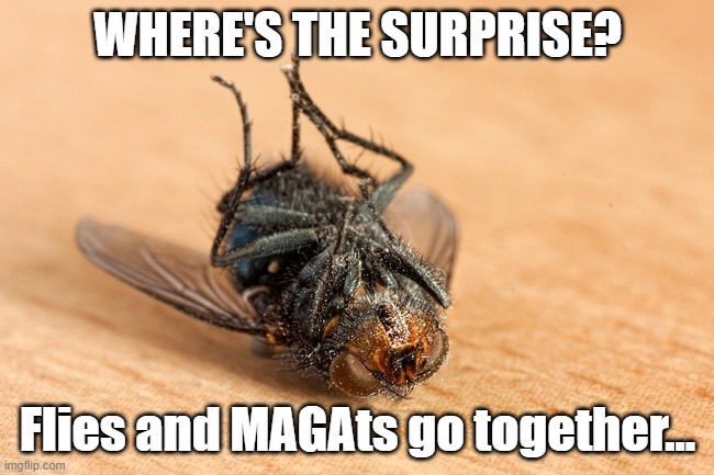 Flies and MAGAts | WHERE'S THE SURPRISE? Flies and MAGAts go together... | image tagged in pence,fly,presidential debate | made w/ Imgflip meme maker