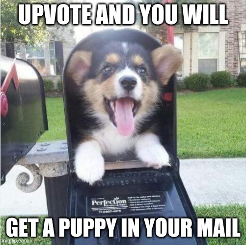 UPVOTE AND WIN A PUPPY | UPVOTE AND YOU WILL; GET A PUPPY IN YOUR MAIL | image tagged in mail,puppy,upvotes | made w/ Imgflip meme maker