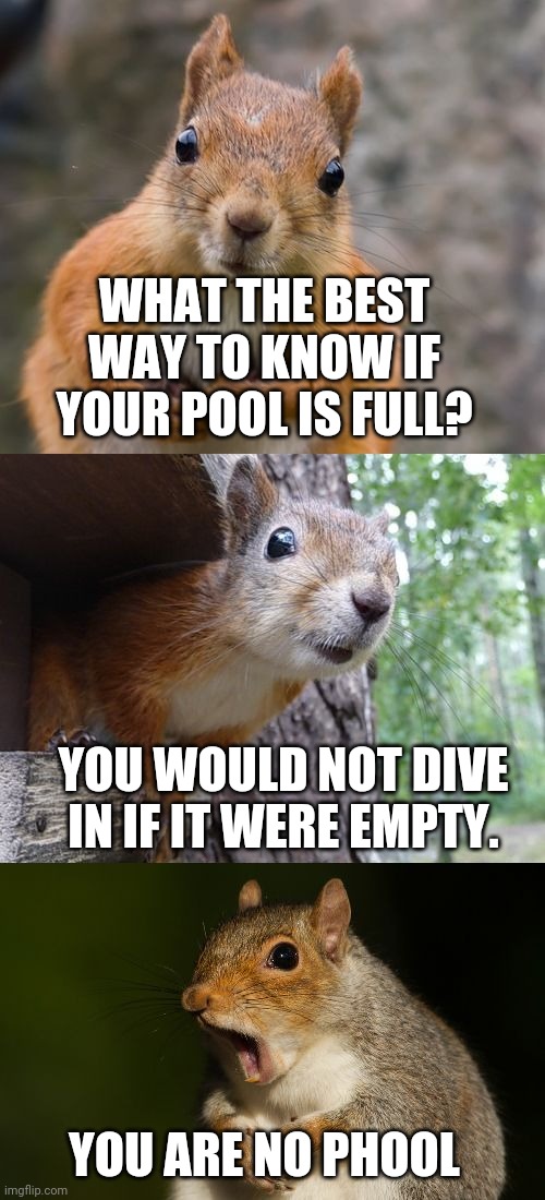 Am I wrong in beleiving this is one of the absolute worst puns ever made. | WHAT THE BEST WAY TO KNOW IF YOUR POOL IS FULL? YOU WOULD NOT DIVE IN IF IT WERE EMPTY. YOU ARE NO PHOOL | image tagged in bad pun squirrel | made w/ Imgflip meme maker