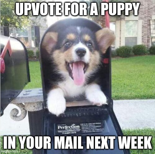 UPVOTE TO WIN THAT CUTE FACE | UPVOTE FOR A PUPPY; IN YOUR MAIL NEXT WEEK | image tagged in mailbox,cute puppies,upvote,begging for upvotes | made w/ Imgflip meme maker