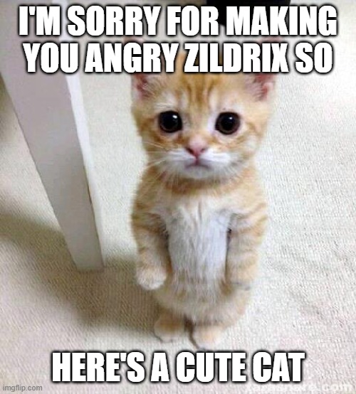 Cute Cat Meme | I'M SORRY FOR MAKING YOU ANGRY ZILDRIX SO; HERE'S A CUTE CAT | image tagged in memes,cute cat | made w/ Imgflip meme maker