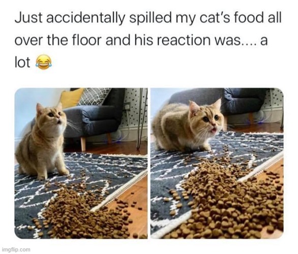 jus' look a' those eyes (repost) | image tagged in repost,cats,cute cats,food,i love cats,reposts are awesome | made w/ Imgflip meme maker