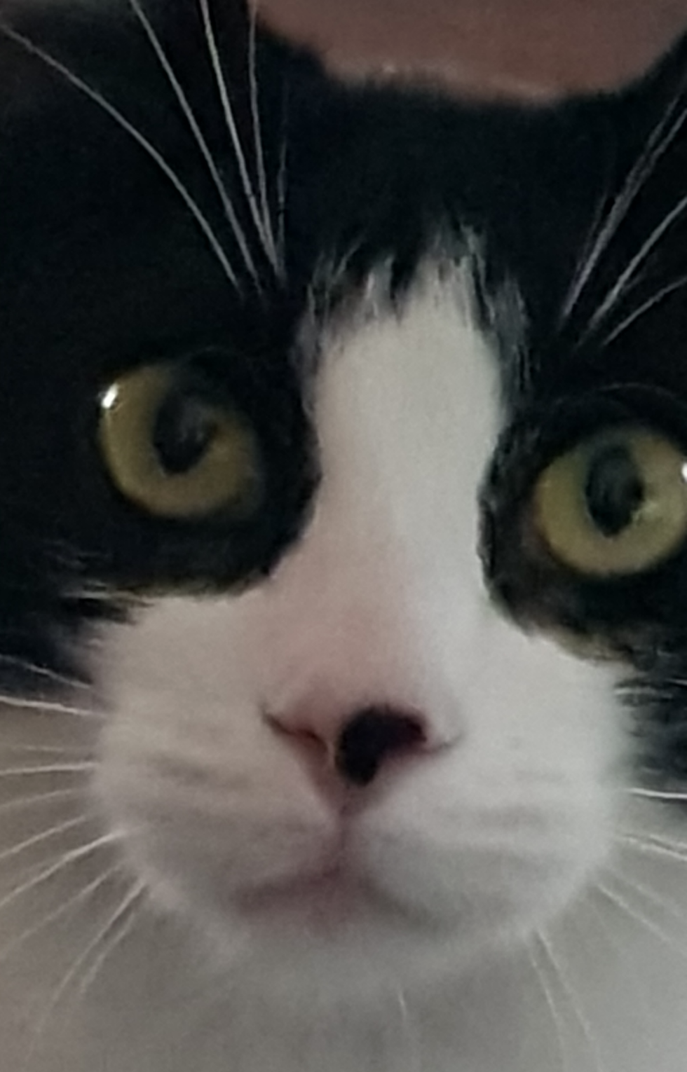 High Quality Fuck my life cat Blank Meme Template