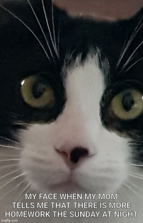 Fresh meme that just made | MY FACE WHEN MY MOM TELLS ME THAT THERE IS MORE HOMEWORK THE SUNDAY AT NIGHT | image tagged in fuck my life cat | made w/ Imgflip meme maker