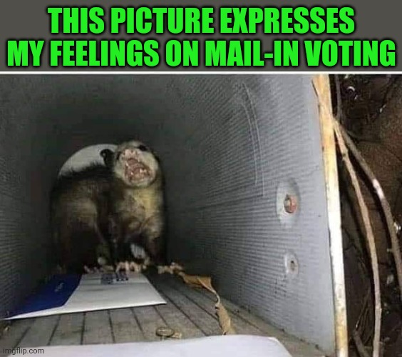 You've got mammal | THIS PICTURE EXPRESSES MY FEELINGS ON MAIL-IN VOTING | image tagged in mail,voting,election 2020 | made w/ Imgflip meme maker