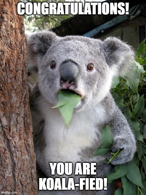 Koala thinks you're pretty cool | CONGRATULATIONS! YOU ARE KOALA-FIED! | image tagged in memes,surprised koala | made w/ Imgflip meme maker