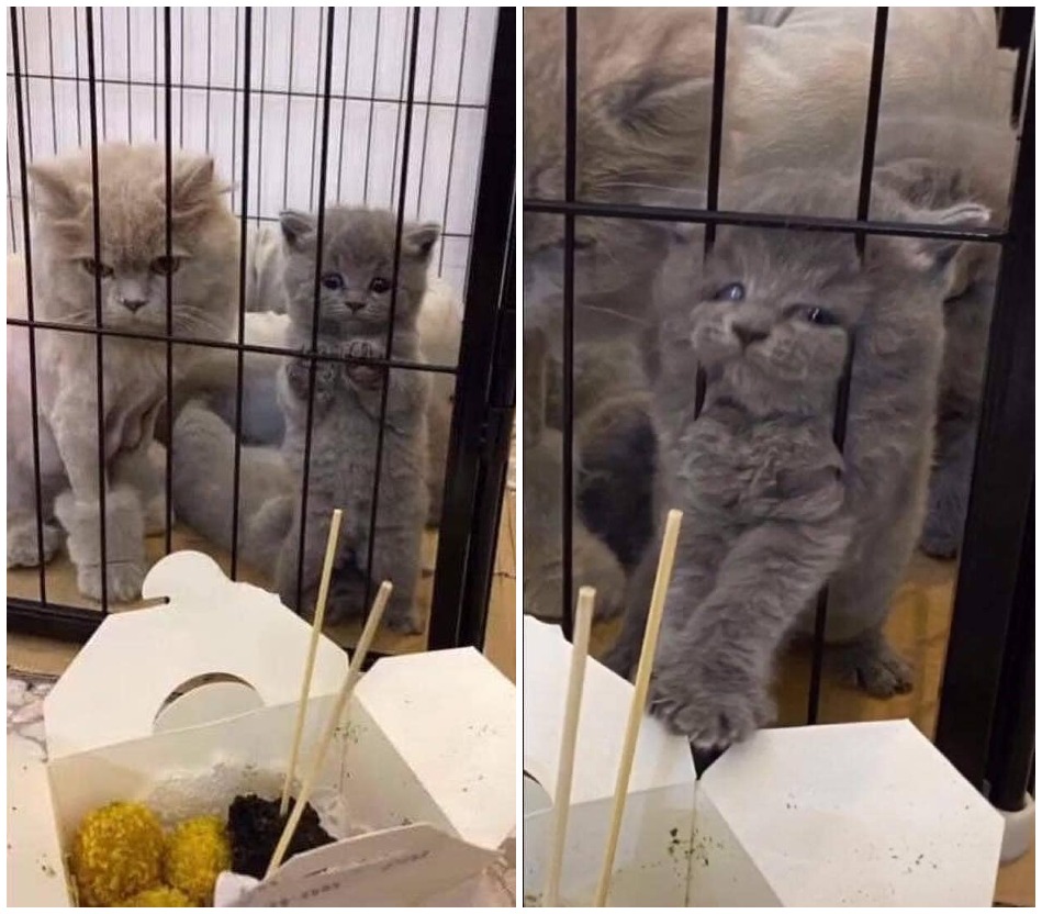 cats want food Blank Meme Template