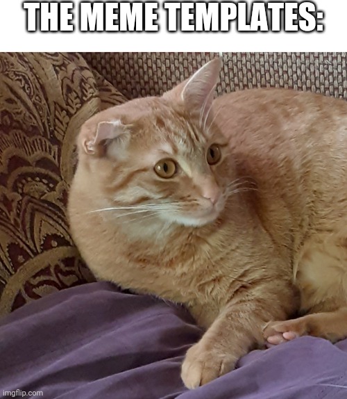 Scared cat | THE MEME TEMPLATES: | image tagged in scared cat | made w/ Imgflip meme maker