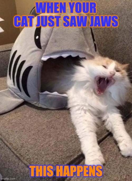 Not Mine @lmaoanimalpics.com | WHEN YOUR CAT JUST SAW JAWS; THIS HAPPENS | image tagged in lol so funny | made w/ Imgflip meme maker