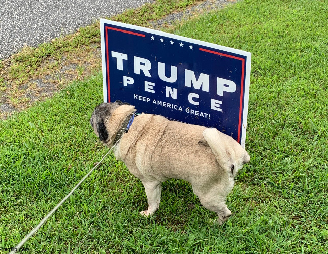 At least the dogs do care... | image tagged in trump,loser,2020,piss,dog | made w/ Imgflip meme maker