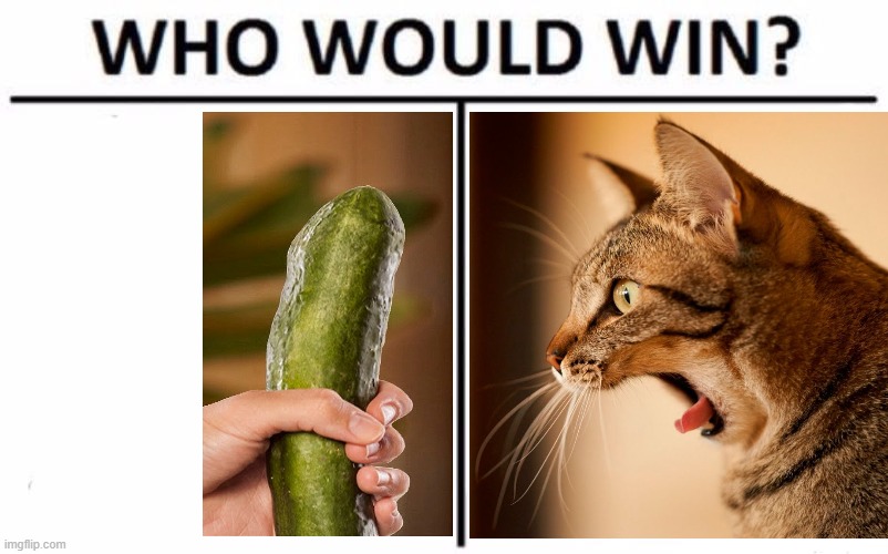 The Wizard of Goslar | image tagged in memes,who would win,cucumber,funny cats,scared cat,unsolved mysteries | made w/ Imgflip meme maker