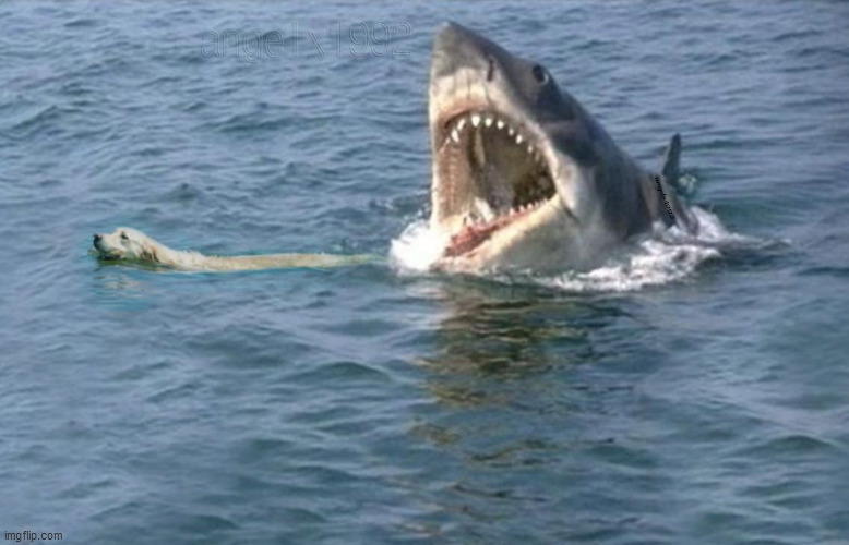 jaws | image tagged in jaws,horror movie,shark,dog,great white shark,dogs | made w/ Imgflip meme maker