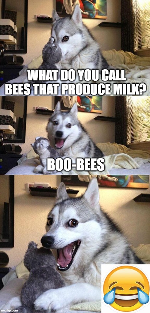 bad pun dog | WHAT DO YOU CALL BEES THAT PRODUCE MILK? BOO-BEES | image tagged in memes,bad pun dog,bad pun,corny joke,jokes,funny | made w/ Imgflip meme maker