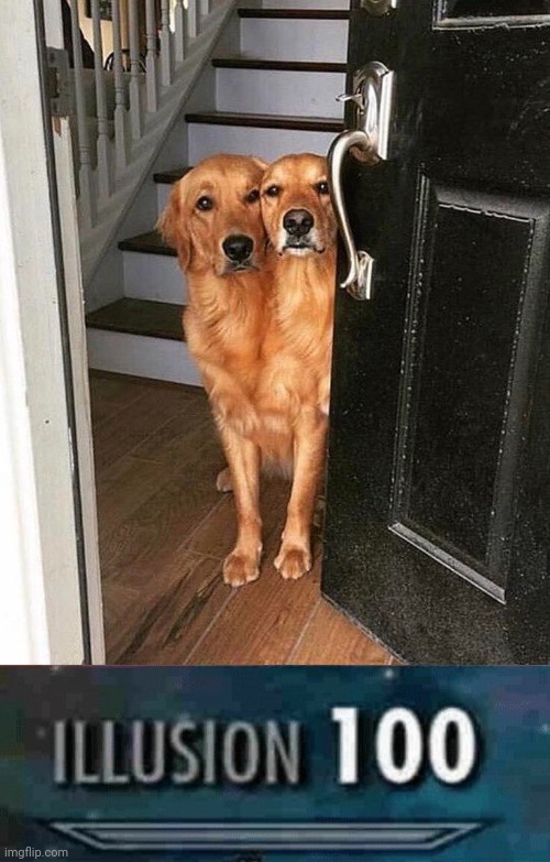Illusion 100: the two-headed dog | image tagged in illusion 100,dogs,dog,optical illusion,memes,meme | made w/ Imgflip meme maker
