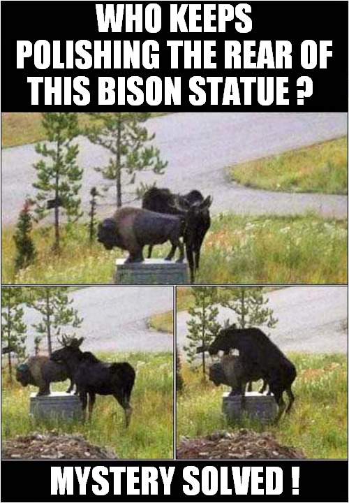 Short-Sighted or Desperate Moose ? | WHO KEEPS POLISHING THE REAR OF THIS BISON STATUE ? MYSTERY SOLVED ! | image tagged in fun,moose,bison,statue | made w/ Imgflip meme maker