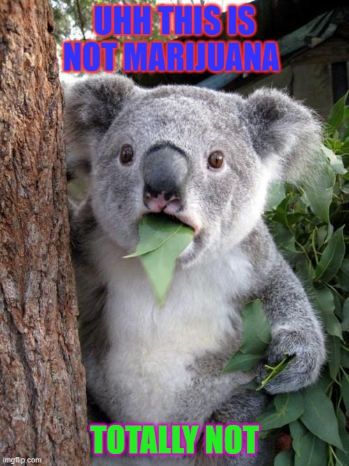 Surprised Koala Meme | UHH THIS IS NOT MARIJUANA; TOTALLY NOT | image tagged in memes,surprised koala | made w/ Imgflip meme maker