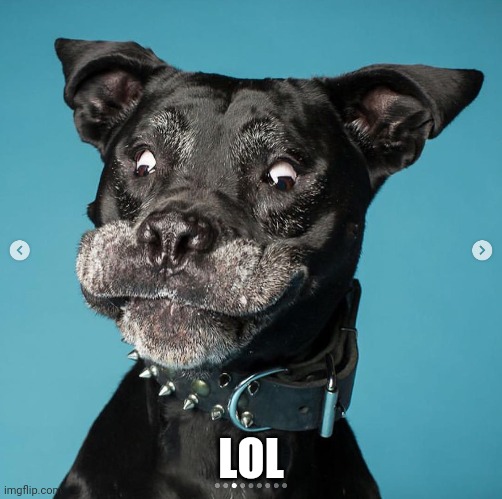 Indubitably Dog | LOL | image tagged in indubitably dog | made w/ Imgflip meme maker