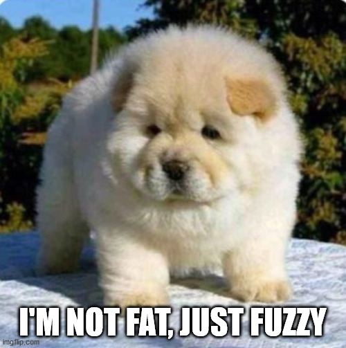 fat fuzzy | I'M NOT FAT, JUST FUZZY | image tagged in fat fuzzy | made w/ Imgflip meme maker