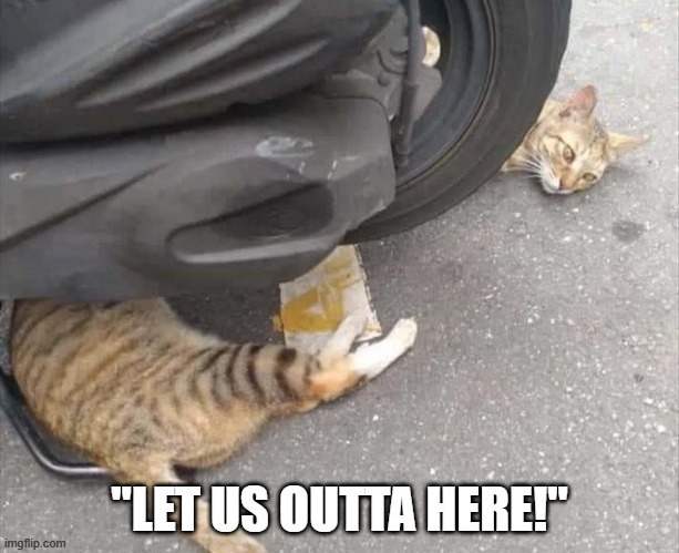 Let these cats go | image tagged in memes,cats,animals,freedom,cars | made w/ Imgflip meme maker
