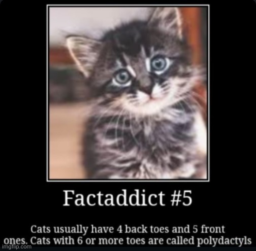 Factaddict | image tagged in factaddict | made w/ Imgflip meme maker