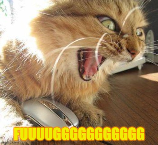 angry cat | FUUUUGGGGGGGGGGG | image tagged in angry cat | made w/ Imgflip meme maker