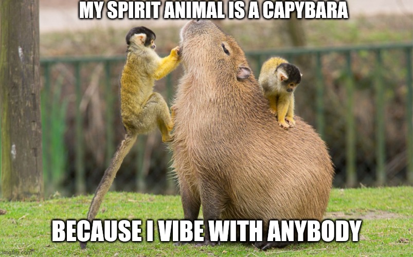 You know that one person that is chill with everyone | MY SPIRIT ANIMAL IS A CAPYBARA; BECAUSE I VIBE WITH ANYBODY | image tagged in capybara,memes,free spirit | made w/ Imgflip meme maker