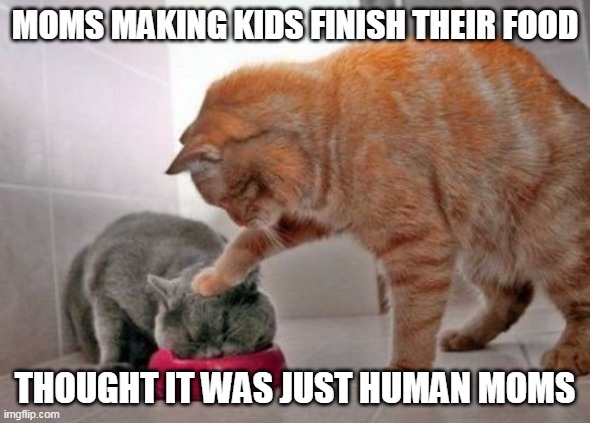 Moms and food | MOMS MAKING KIDS FINISH THEIR FOOD; THOUGHT IT WAS JUST HUMAN MOMS | image tagged in force feed cat,mom,cat,memes | made w/ Imgflip meme maker