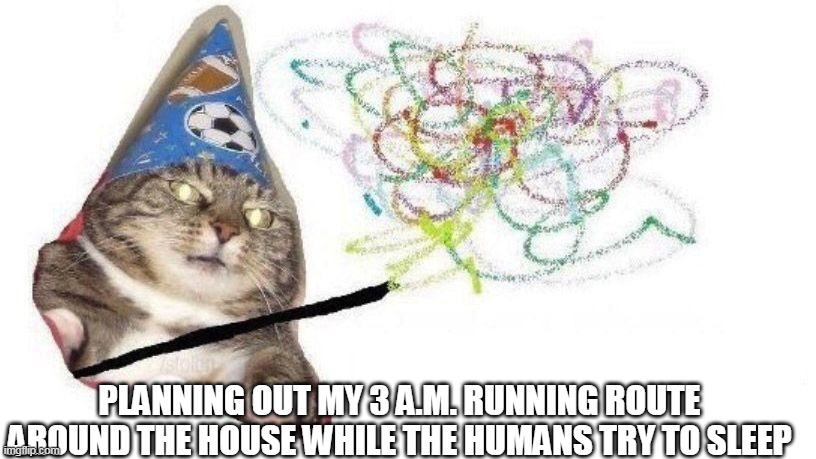 Cat Plans | PLANNING OUT MY 3 A.M. RUNNING ROUTE AROUND THE HOUSE WHILE THE HUMANS TRY TO SLEEP | image tagged in wizard cat,memes,trouble,morning | made w/ Imgflip meme maker