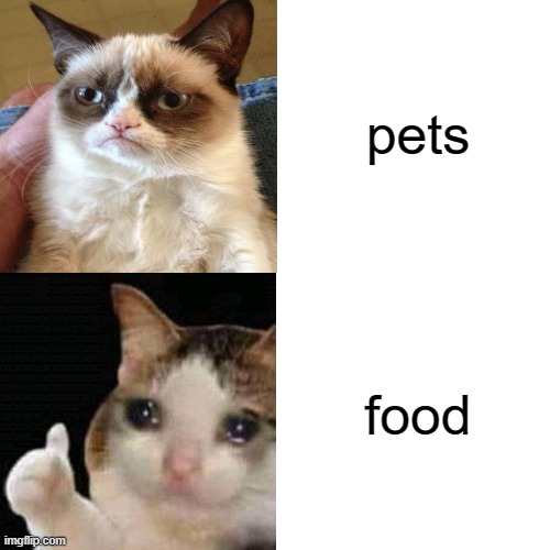 use this template | pets; food | image tagged in wizdum | made w/ Imgflip meme maker