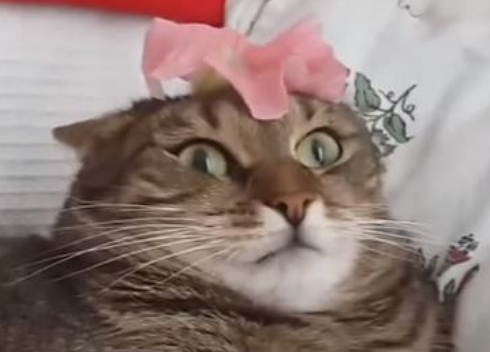 Petunia cat Blank Meme Template