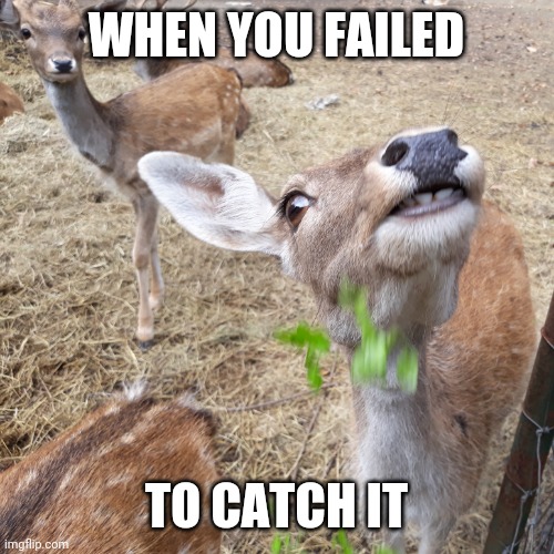 You missed it | WHEN YOU FAILED; TO CATCH IT | image tagged in funny,memes,jokes | made w/ Imgflip meme maker