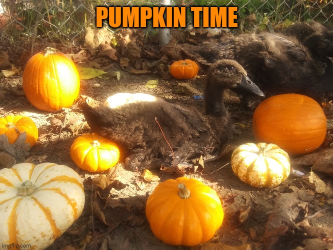 OCTOBER DUCKS | PUMPKIN TIME | image tagged in ducks,duck,october,spooktober,pumpkin | made w/ Imgflip meme maker