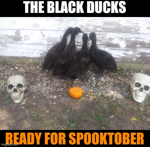 CAYUGA DUCKS ARE PERFECT FOR HALLOWEEN | THE BLACK DUCKS; READY FOR SPOOKTOBER | image tagged in ducks,duck,halloween,spooktober | made w/ Imgflip meme maker