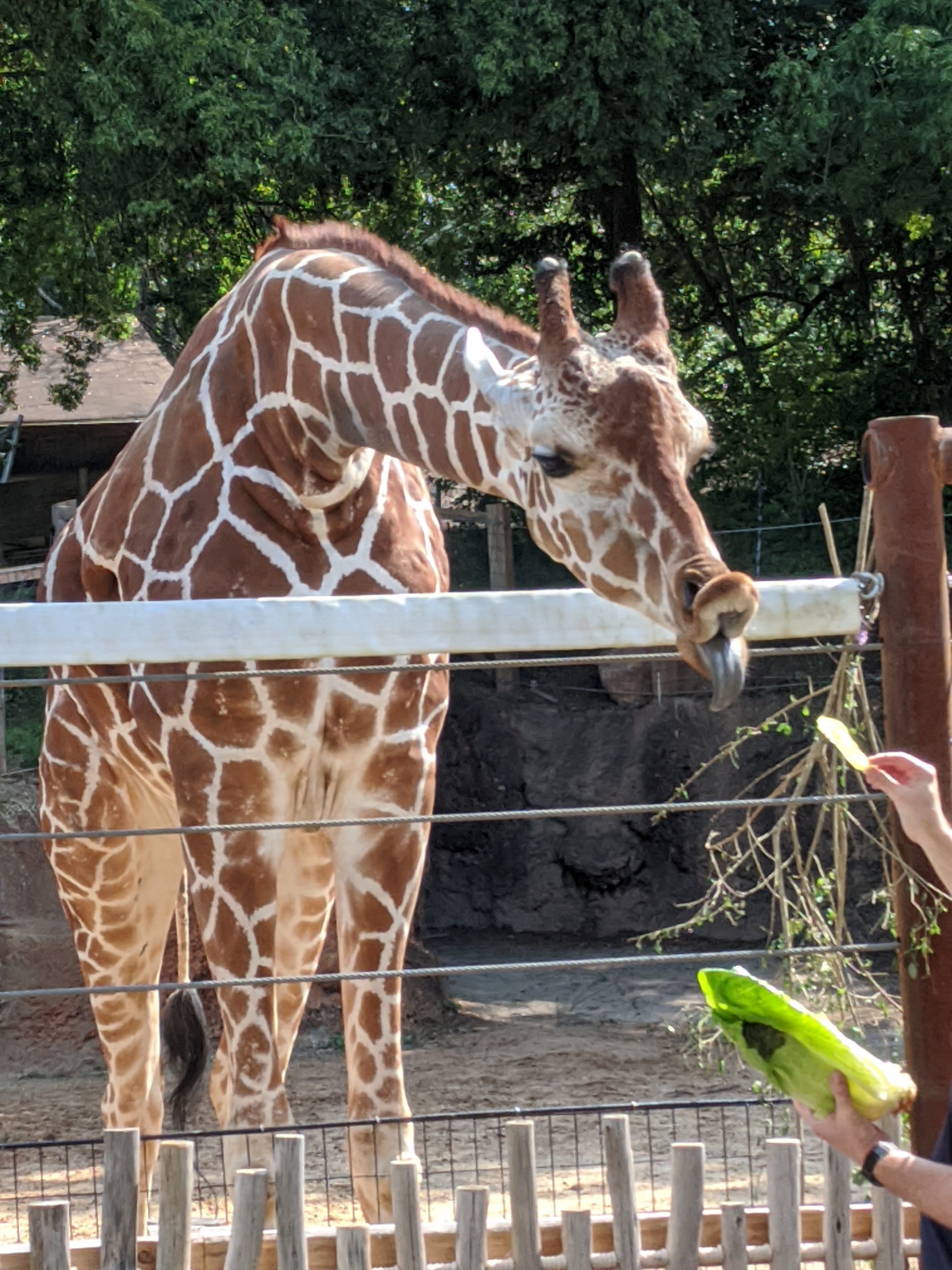 High Quality Zoo Giraffe Blank Meme Template