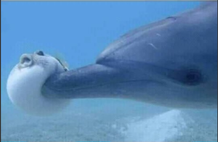 High Quality Dolphin Poking Pufferfish Blank Meme Template