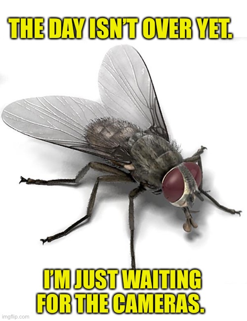 Scumbag House Fly | THE DAY ISN’T OVER YET. I’M JUST WAITING FOR THE CAMERAS. | image tagged in scumbag house fly | made w/ Imgflip meme maker