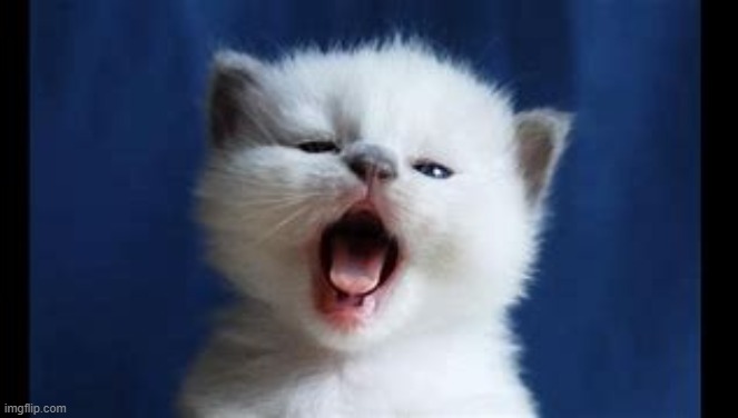 cute animals #3 | image tagged in cute animals,cute cat,memes,cats,cats are awesome,aww | made w/ Imgflip meme maker