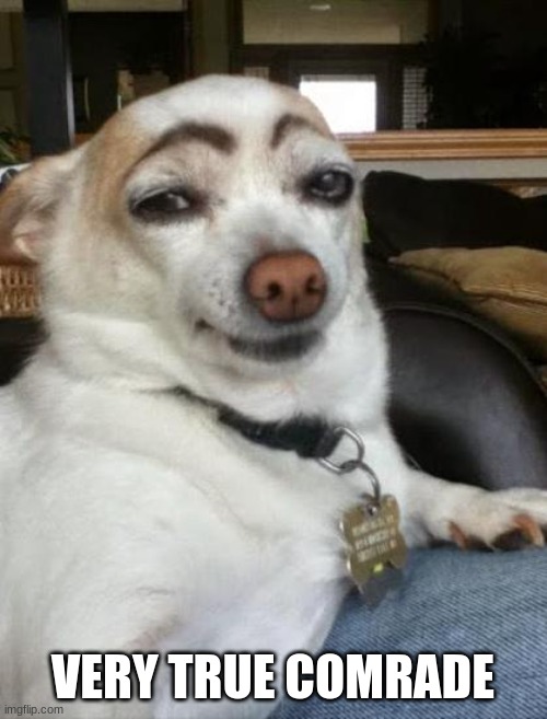 dog eyebrows | VERY TRUE COMRADE | image tagged in dog eyebrows | made w/ Imgflip meme maker