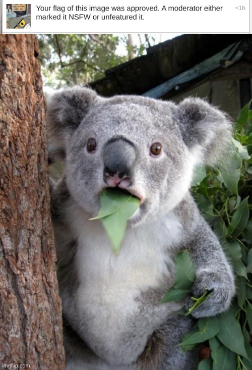 New feature Saturday!!! | image tagged in memes,surprised koala | made w/ Imgflip meme maker