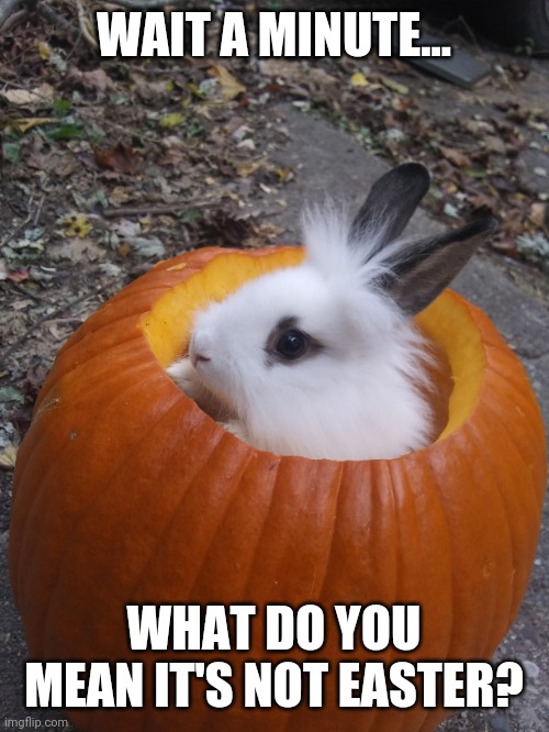 PUMPKIN BUNNY | WAIT A MINUTE... WHAT DO YOU MEAN IT'S NOT EASTER? | image tagged in pumpkin,bunny,rabbit,spooktober | made w/ Imgflip meme maker