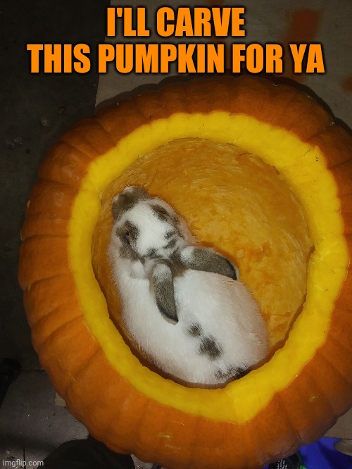 LITTLE BUNNY IS GONNA EAT IT ALL | I'LL CARVE THIS PUMPKIN FOR YA | image tagged in pumpkin,bunny,rabbit,spooktober | made w/ Imgflip meme maker