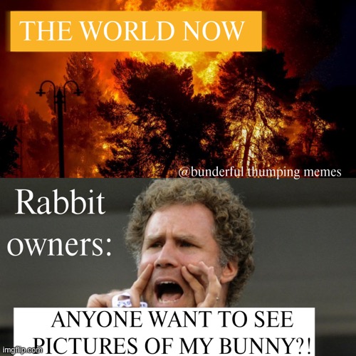 world ending | image tagged in bunny,rabbit | made w/ Imgflip meme maker