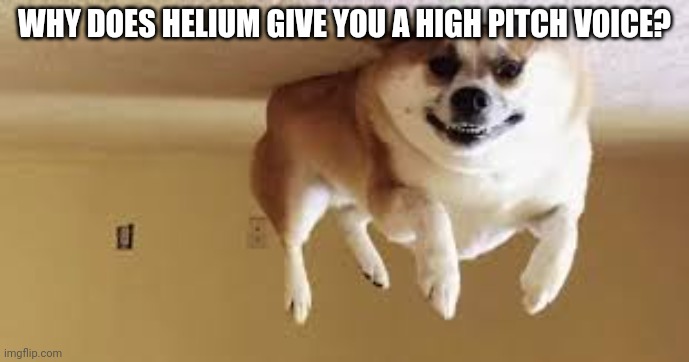 Helium dog | WHY DOES HELIUM GIVE YOU A HIGH PITCH VOICE? | image tagged in helium dog | made w/ Imgflip meme maker