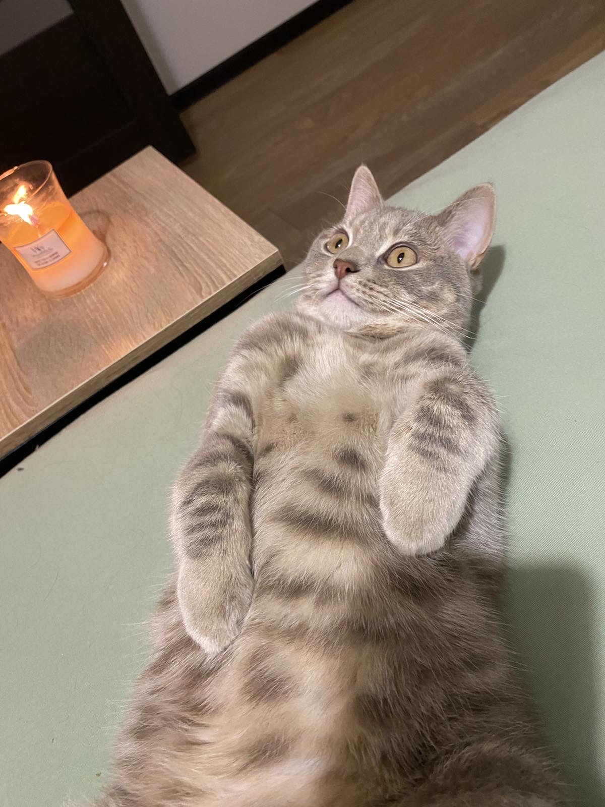 High Quality Lying Cat with Candle 2 Blank Meme Template