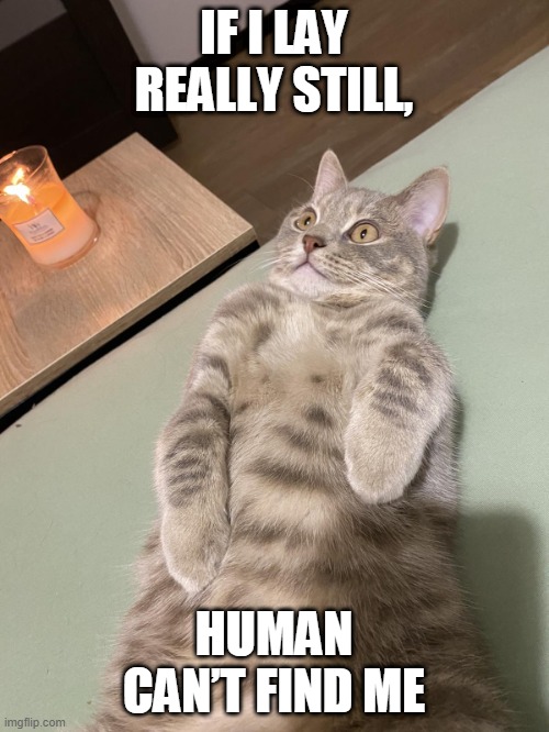 Lying Cat - Human Can't Find Me | IF I LAY REALLY STILL, HUMAN CAN’T FIND ME | image tagged in lying cat with candle 2 | made w/ Imgflip meme maker