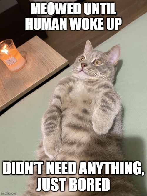 Lying Cat - Just Bored | MEOWED UNTIL
HUMAN WOKE UP; DIDN’T NEED ANYTHING,
JUST BORED | image tagged in lying cat with candle 2 | made w/ Imgflip meme maker