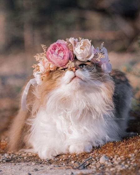 Flower Cat Blank Meme Template